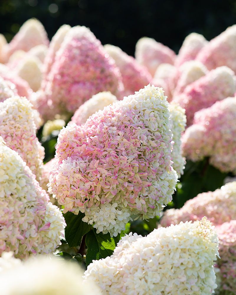 Japaninhortensia Living Summer Love