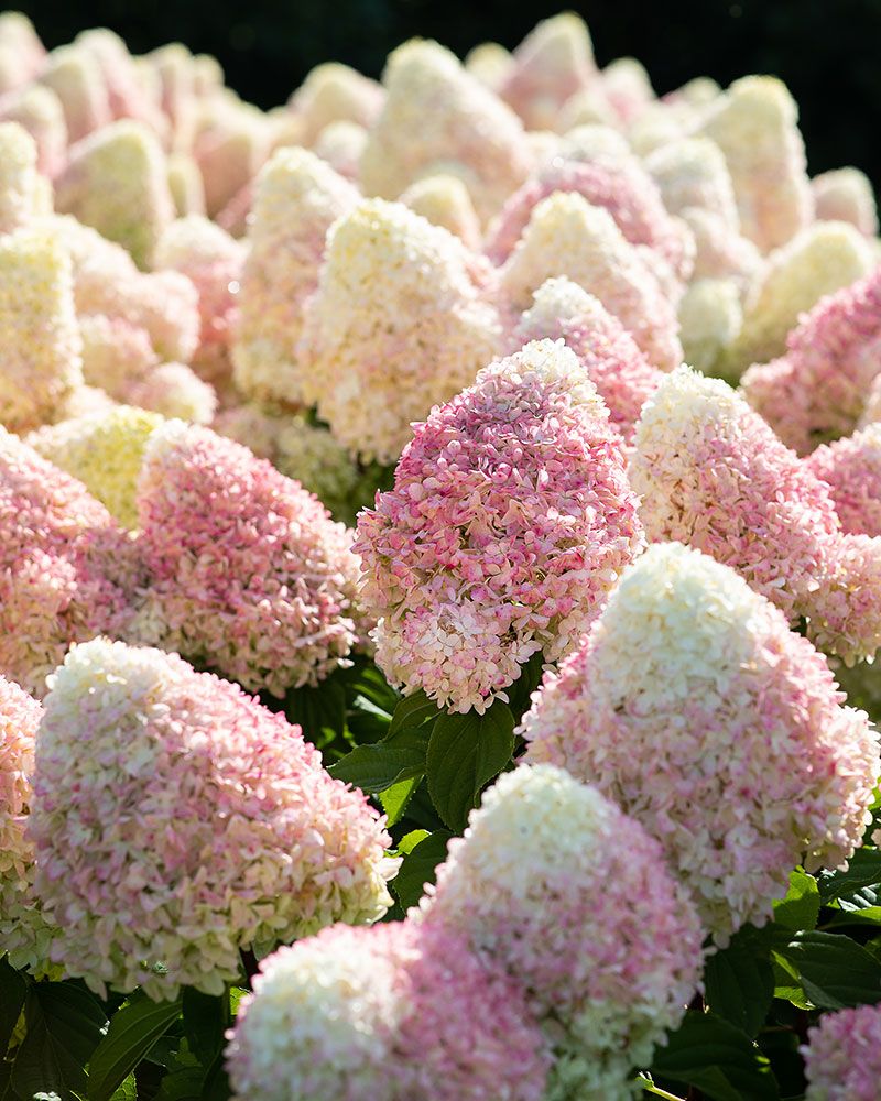 Japaninhortensia Living Summer Love