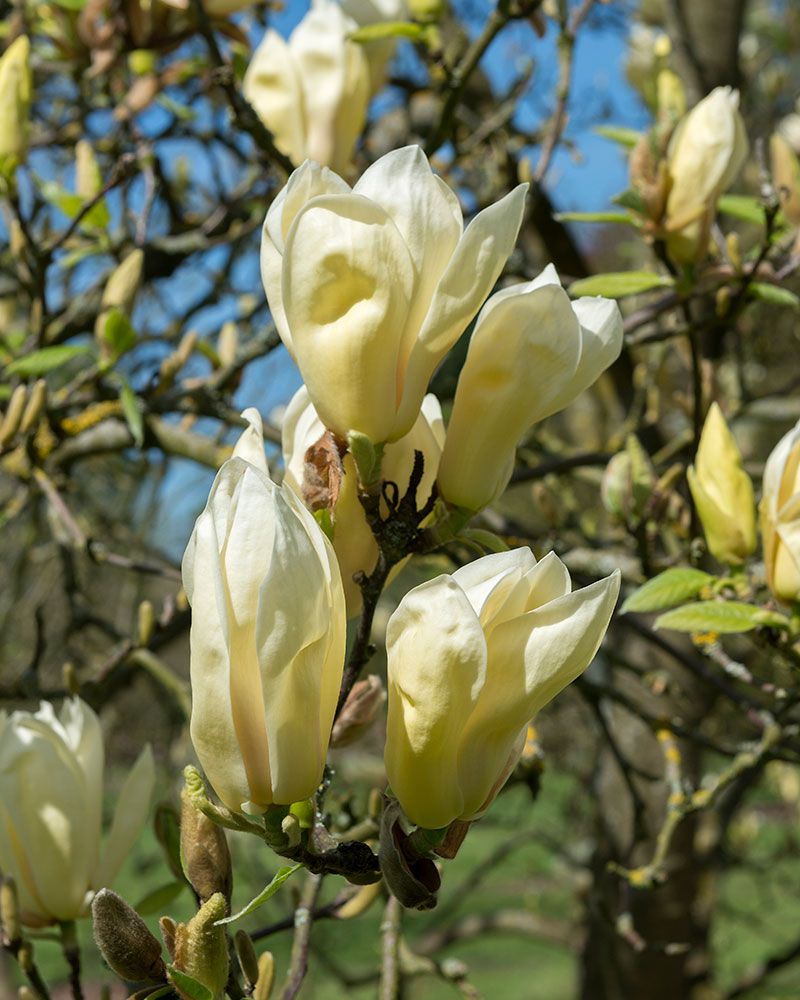 Magnolia Yellow Lantern