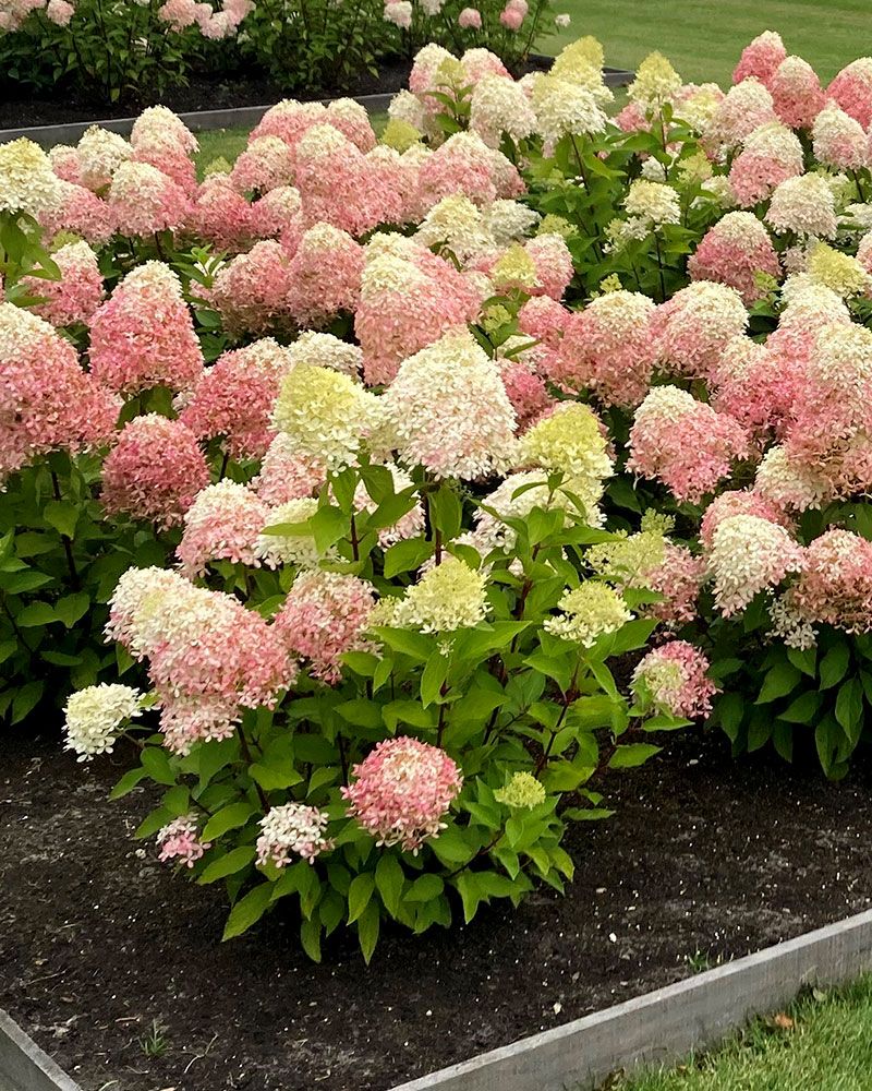 Japaninhortensia Living Royal Flower