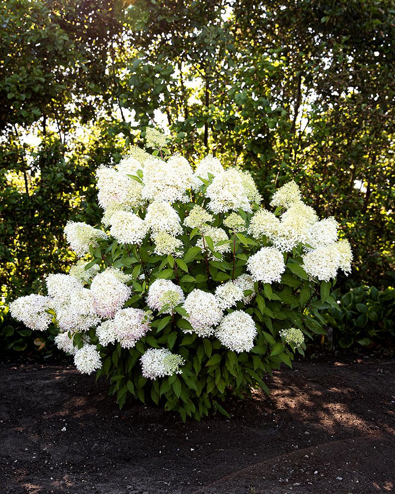 Japaninhortensia Living Royal Flower