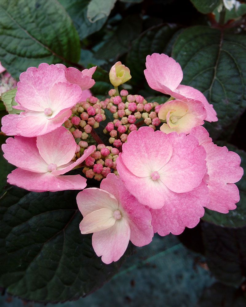 Safiirihortensia Daredevil 3 kpl