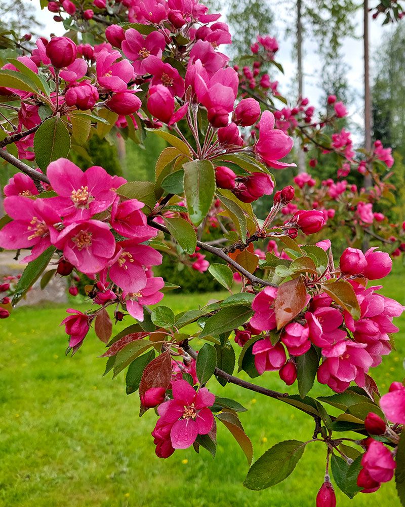 Purppuraomenapuu Kirjailija