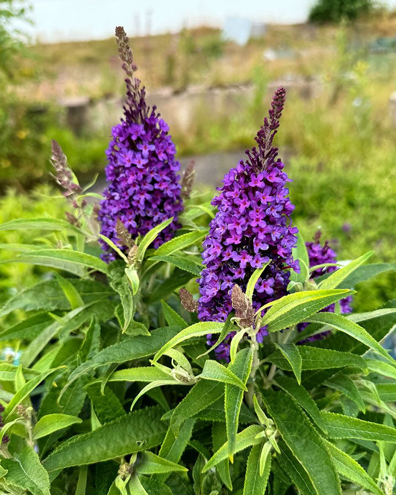 Syyssyrikkä Butterfly Candy® Little Purple