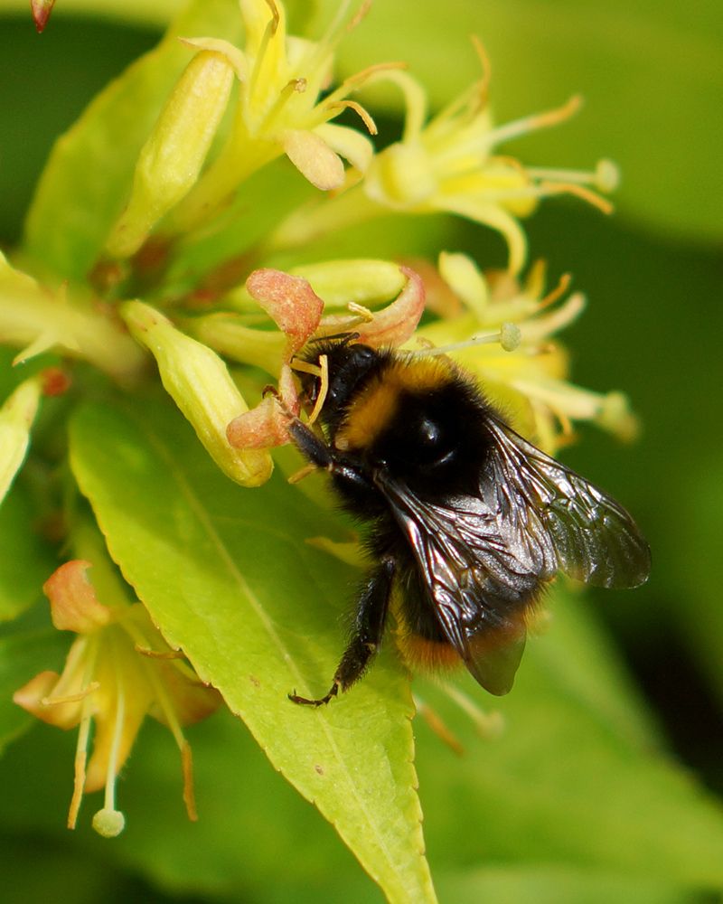 Isovuohenkuusama Honeybee 3 kpl