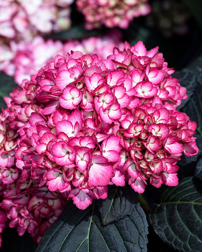 Jalohortensia Eclipse