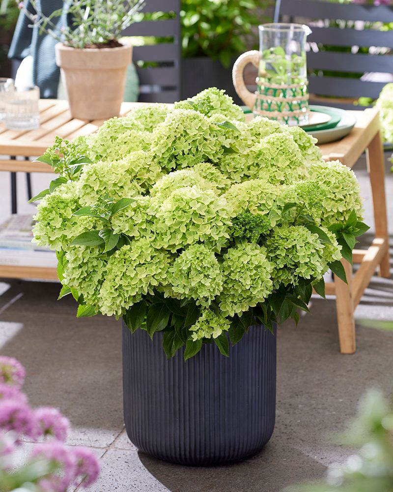 Pikkujapaninhortensia Living Little Apple