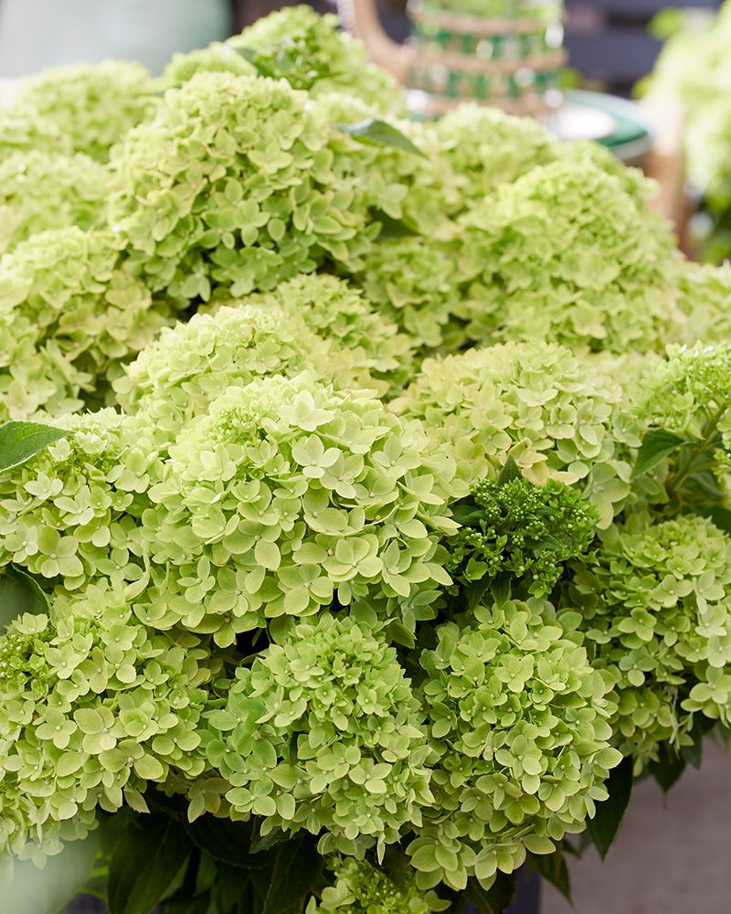 Pikkujapaninhortensia Living Little Apple