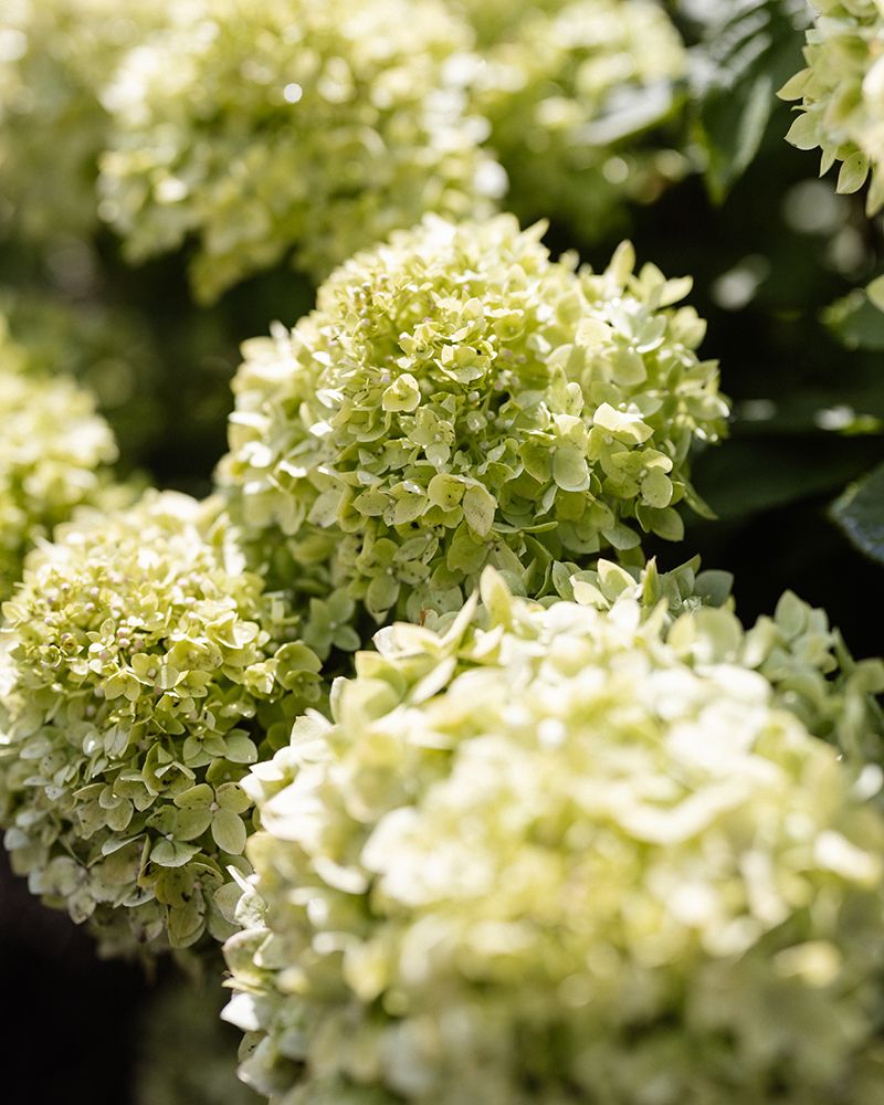 Pikkujapaninhortensia Living Little Apple