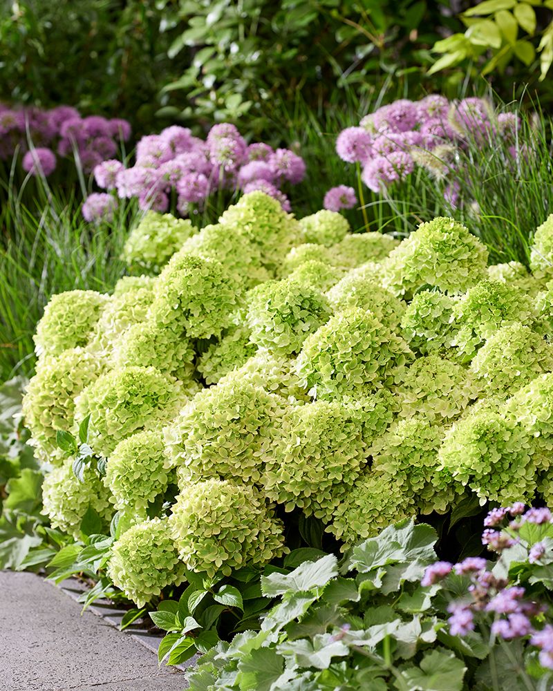 Pikkujapaninhortensia Living Little Apple