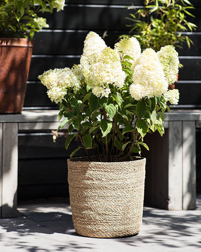 Japaninhortensia Living Sugar Rush