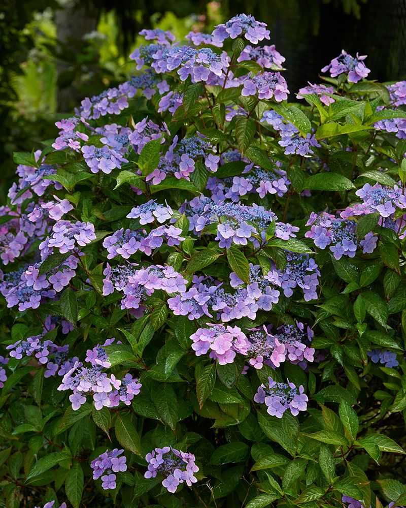 Safiirihortensia Blue Clouds 3 kpl