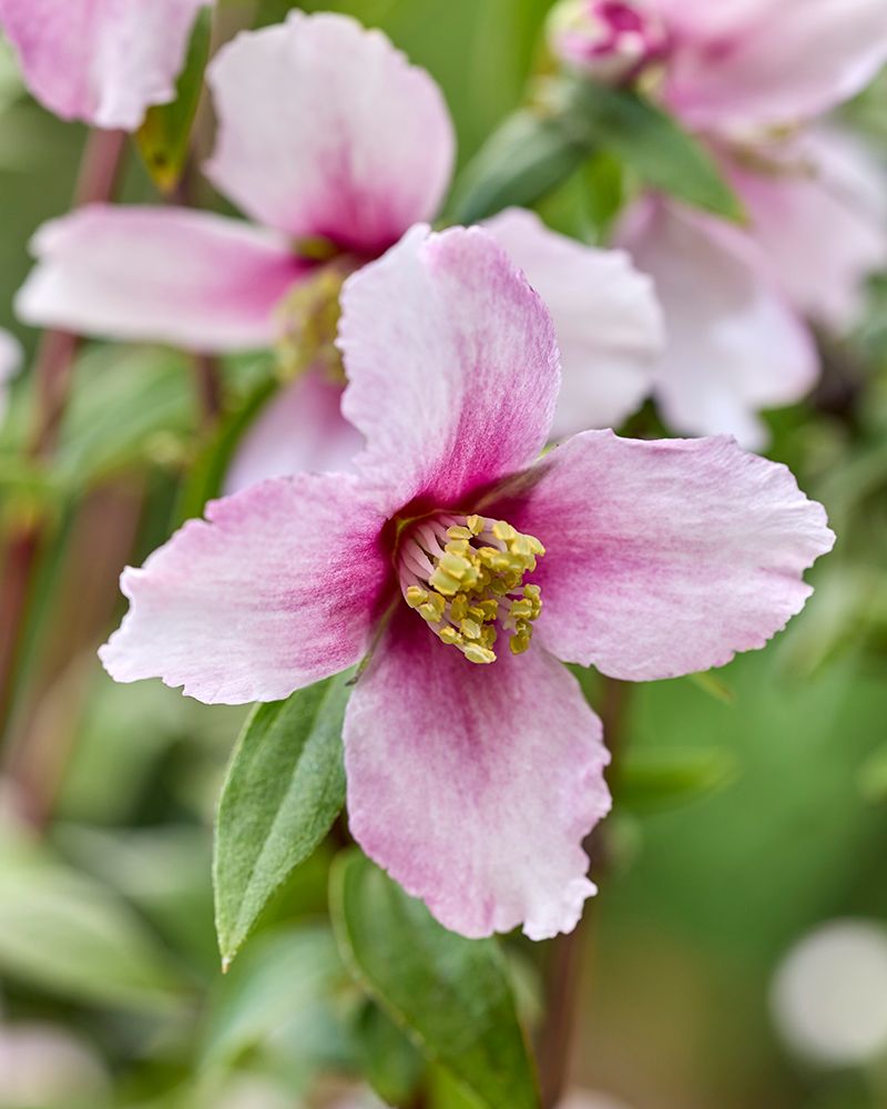 Pikkujasmike Petite Perfume Pink