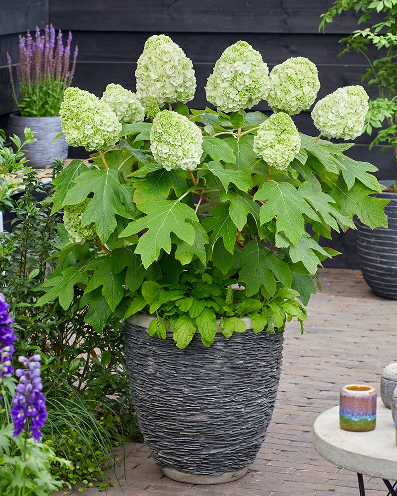 Tammihortensia Tara