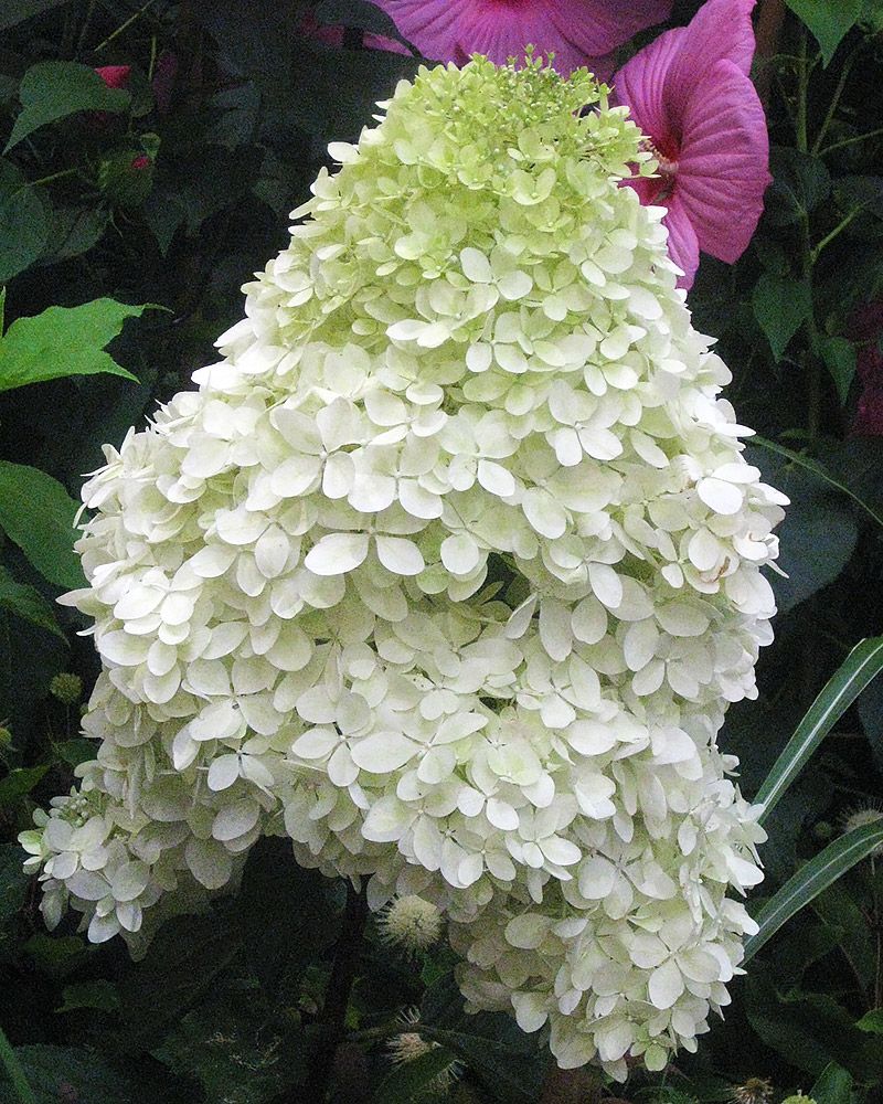 Japaninhortensia Phantom