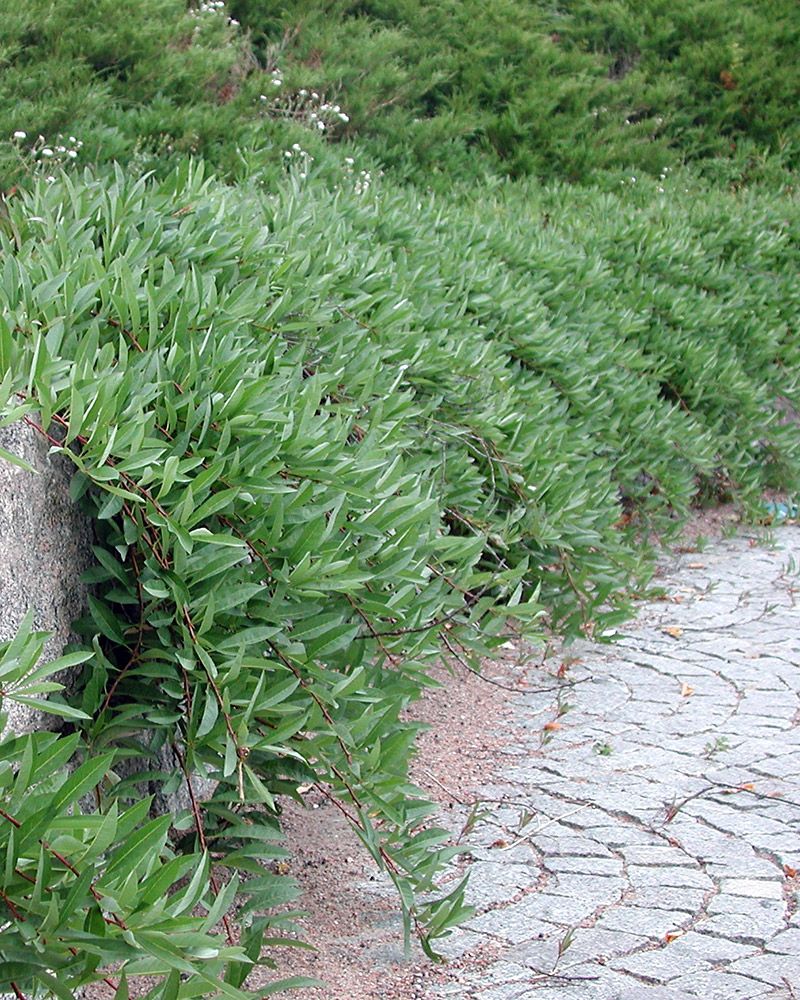 Lamohietakirsikka