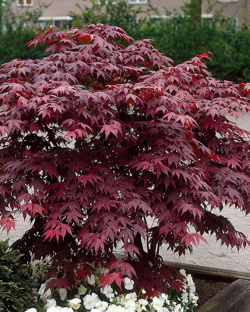 Verijapaninvaahtera Atropurpureum