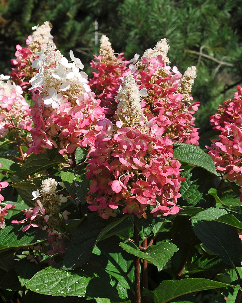 Japaninhortensia Pinky Winky
