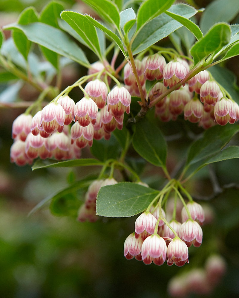 Kellopensas