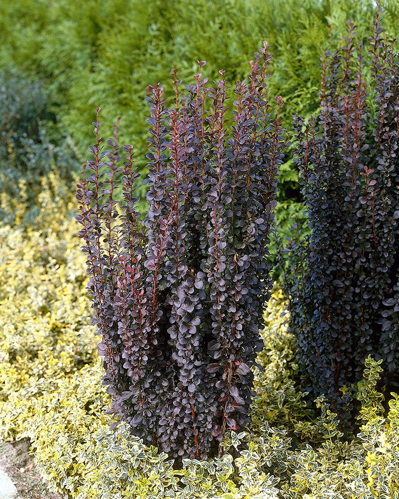 Purppurahappomarja Helmond Pillar