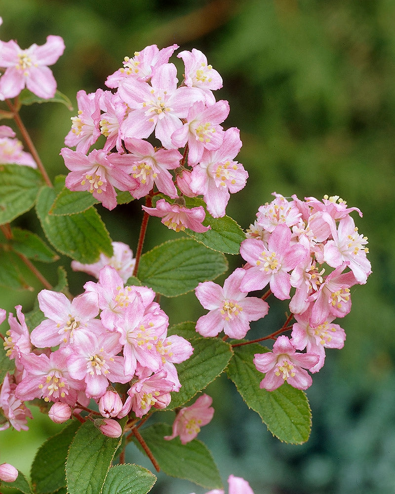 Tarhanietospensas Mont Rose