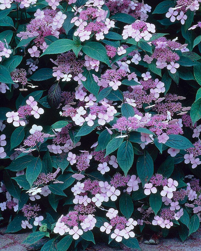Safiirihortensia Blue Bird 3 kpl