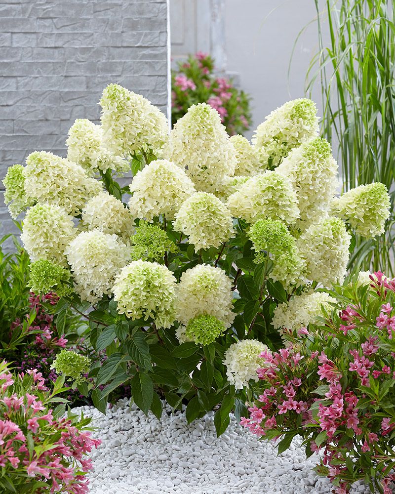 Japaninhortensia Skyfall