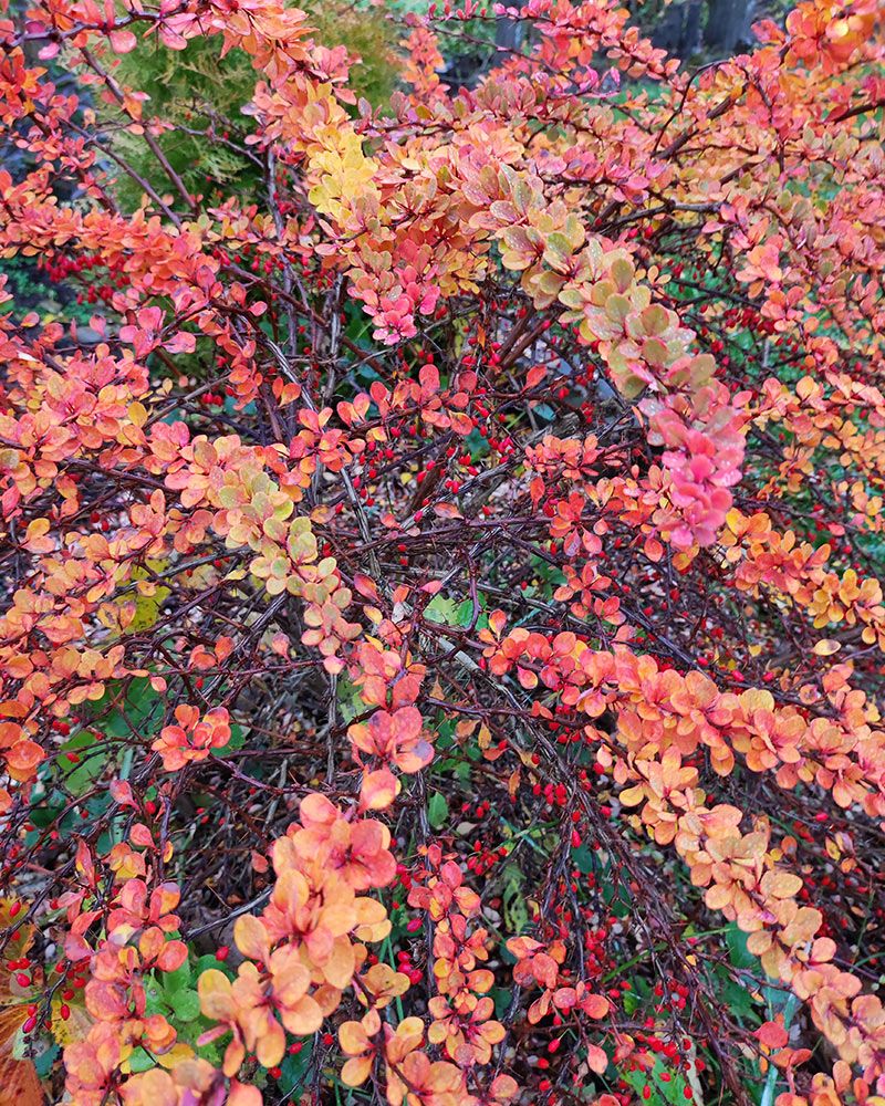 Japaninhappomarja Green Carpet