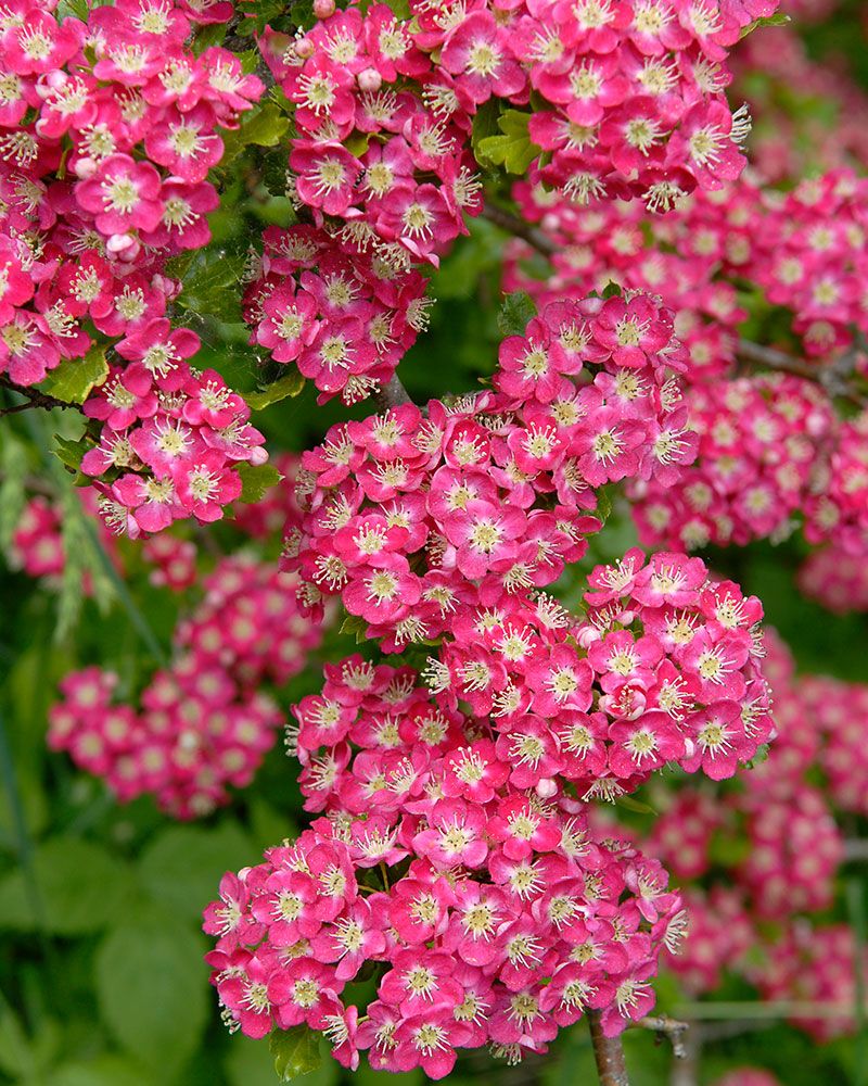 Pyöröorapihlaja Crimson Cloud
