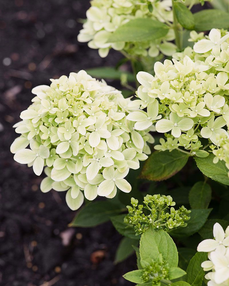 Japaninhortensia Living Little Passion