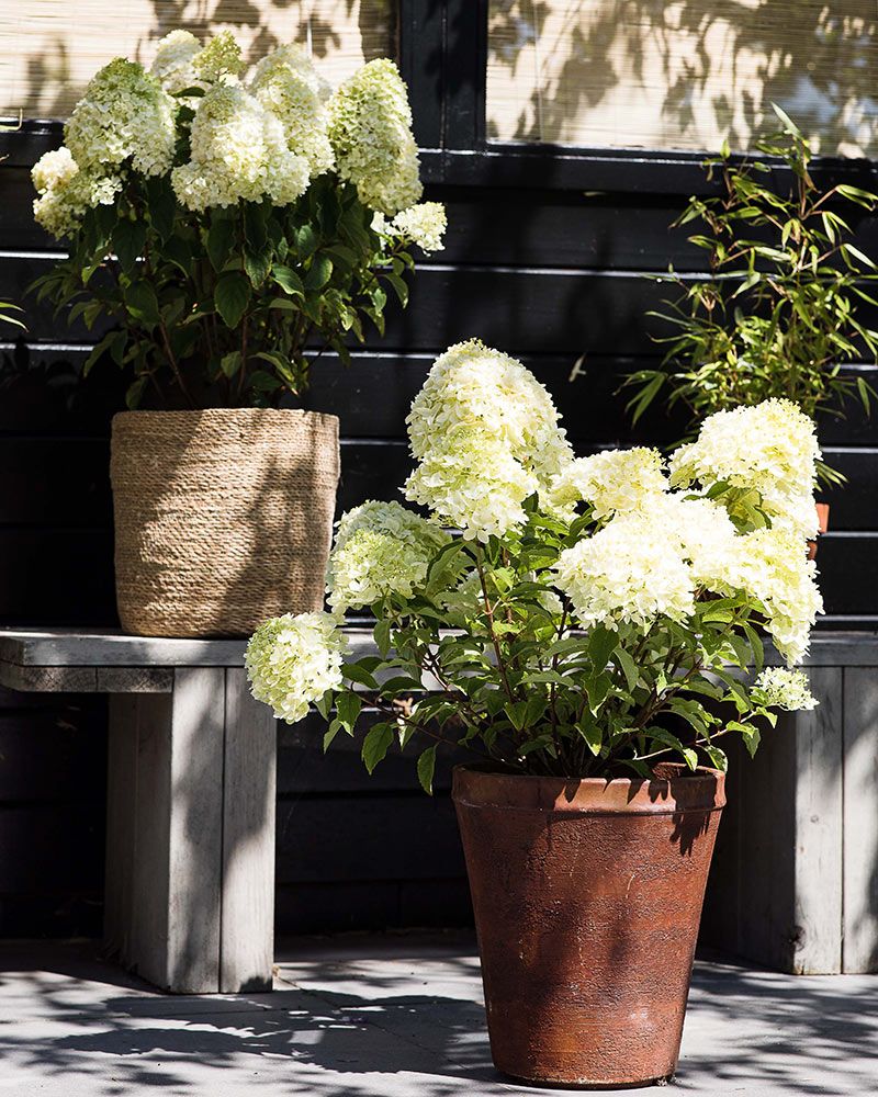 Japaninhortensia Living Little Passion
