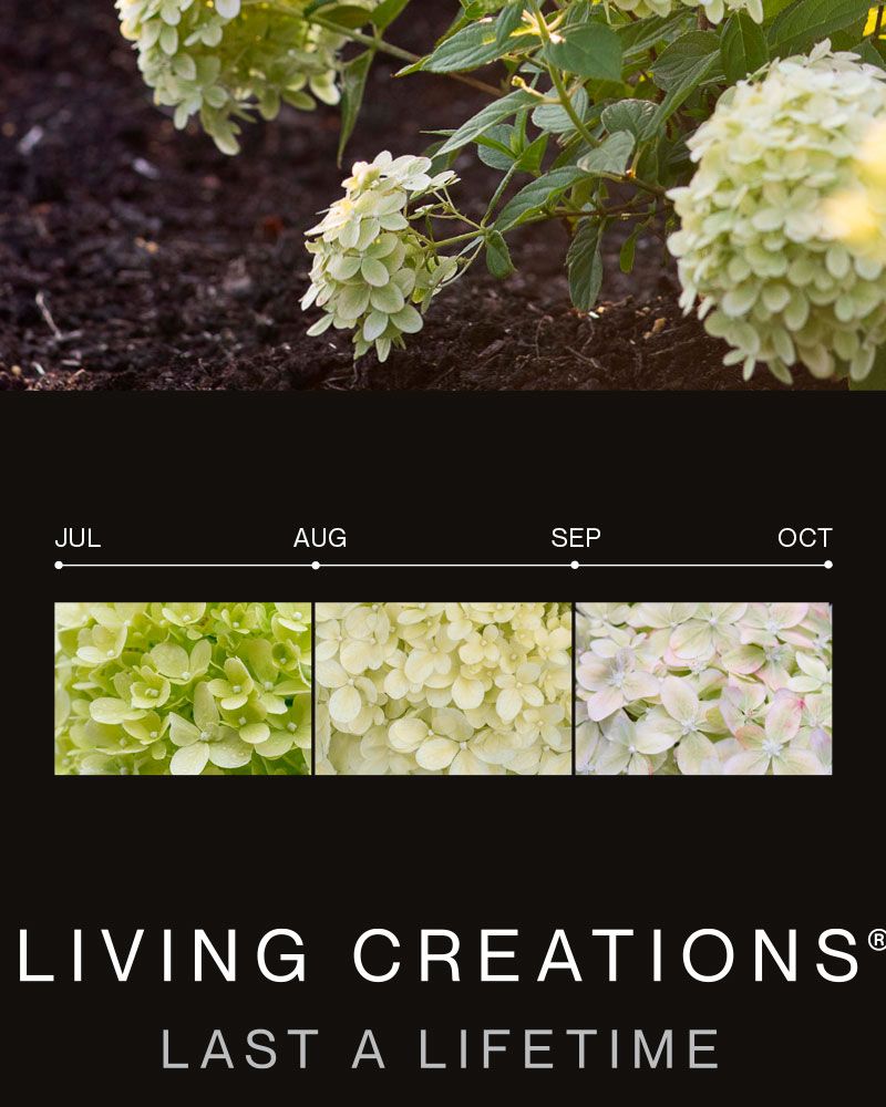 Japaninhortensia Living Little Passion