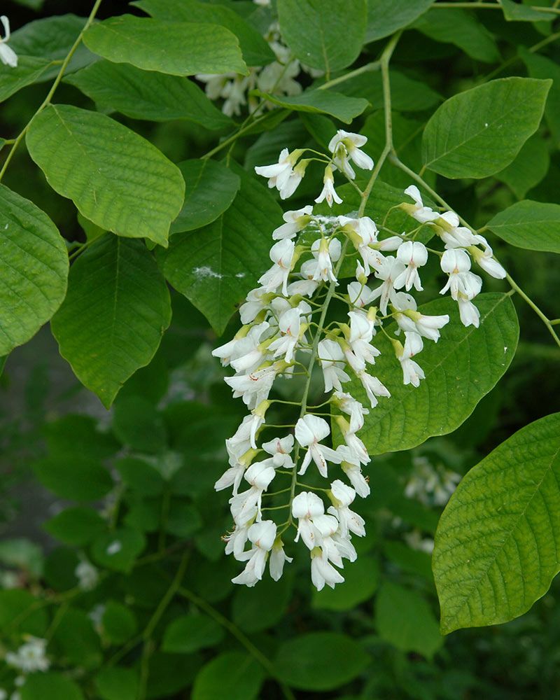 Lakkipuu