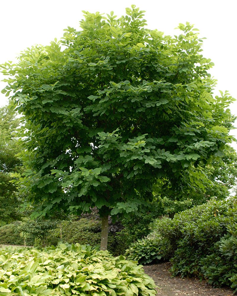Lakkipuu