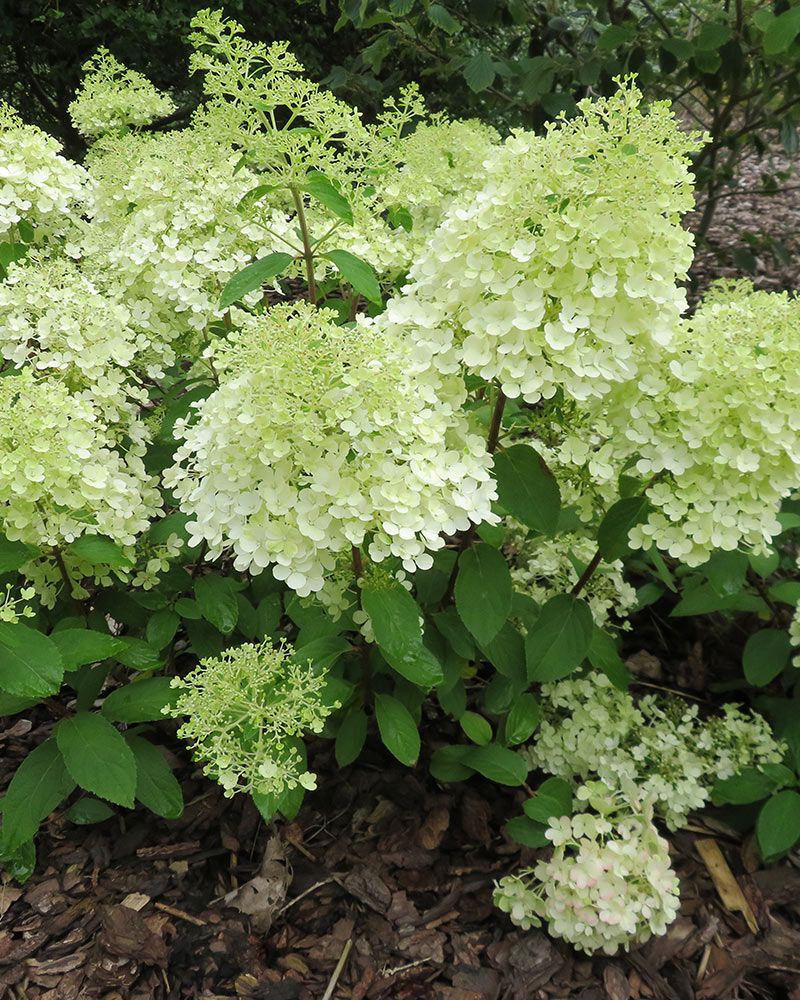 Pikkujapaninhortensia Bobo