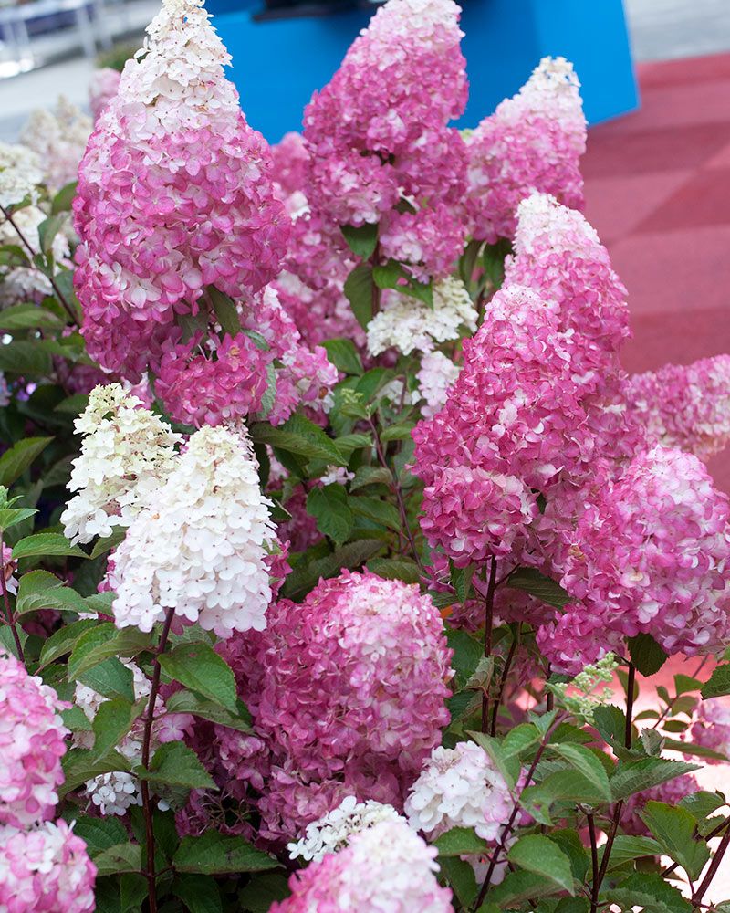 Japaninhortensia Fraise Melba