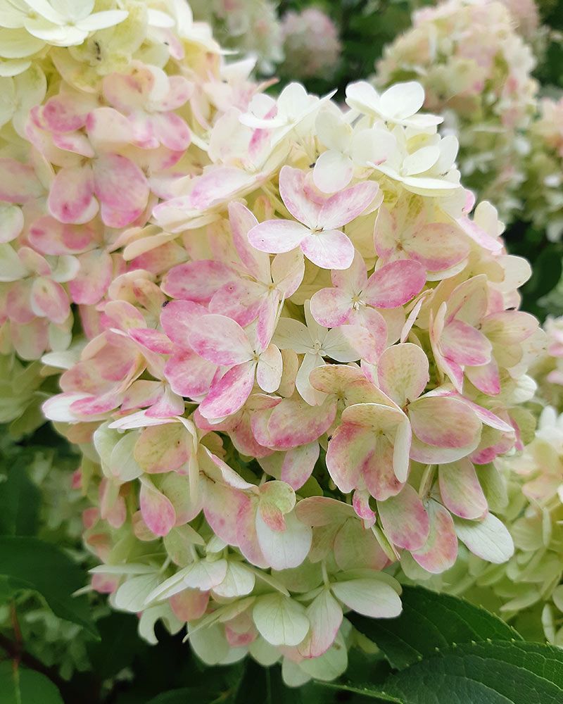 Pikkujapaninhortensia Graffiti