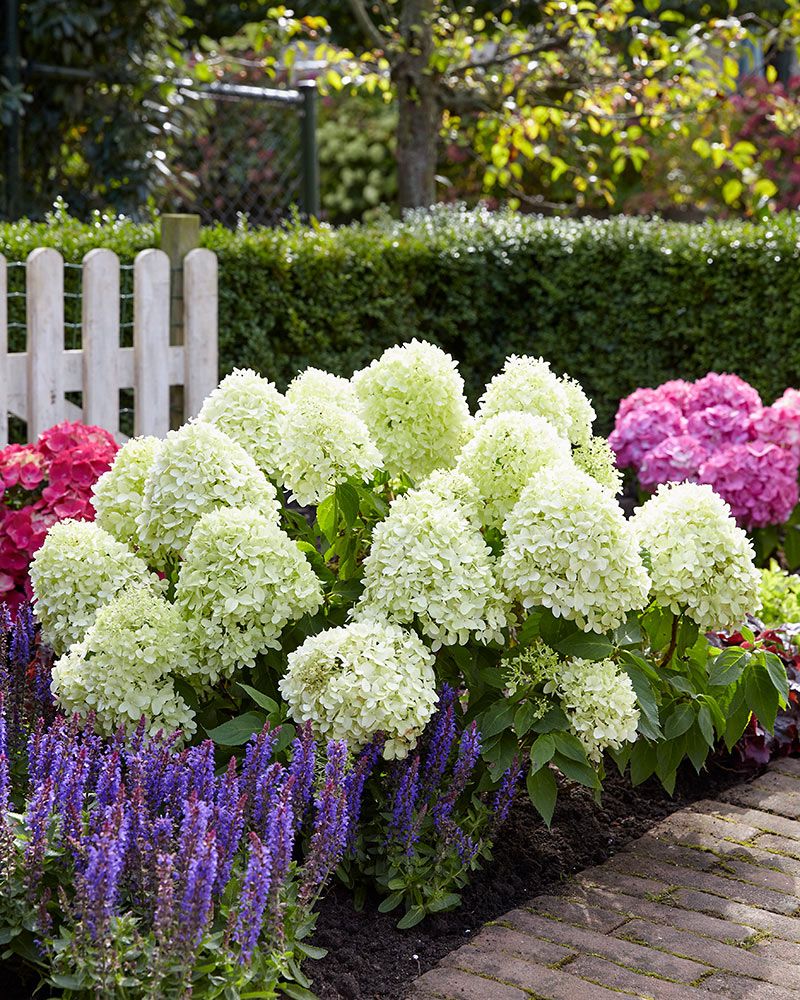 Pikkujapaninhortensia Little Spooky