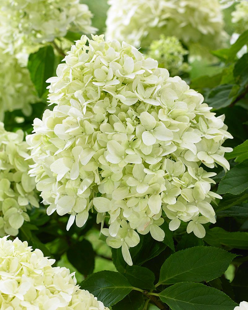 Pikkujapaninhortensia Little Spooky