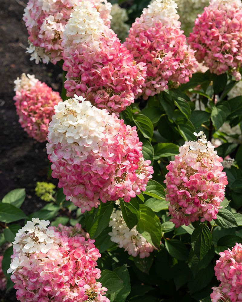 Pikkujapaninhortensia Living Pinky Promise