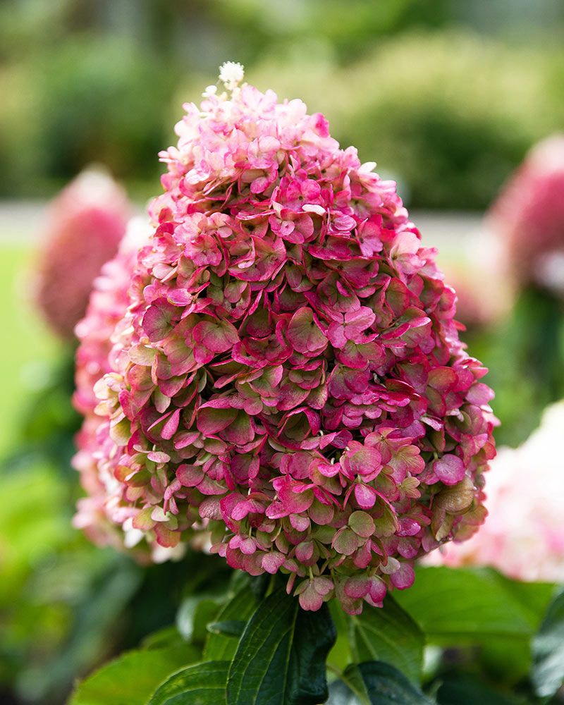 Pikkujapaninhortensia Living Pinky Promise