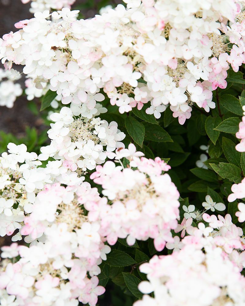 Pikkujapaninhortensia Living Touch of Pink