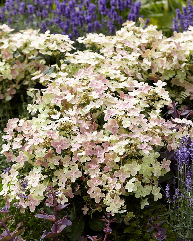 Pikkujapaninhortensia Polestar