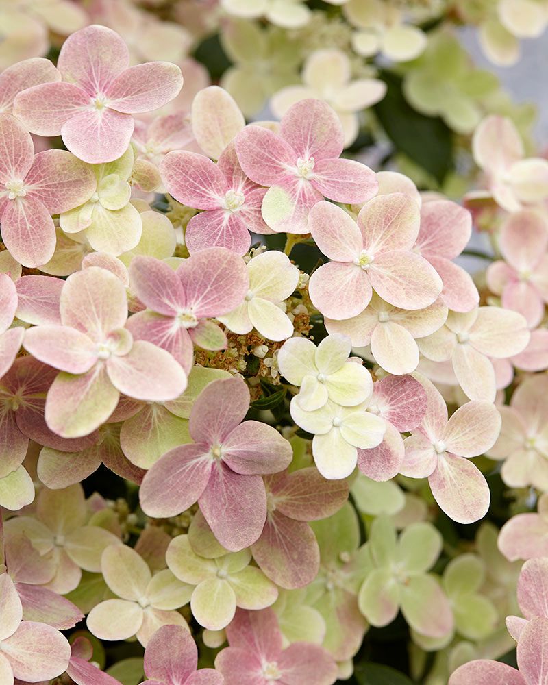 Pikkujapaninhortensia Polestar