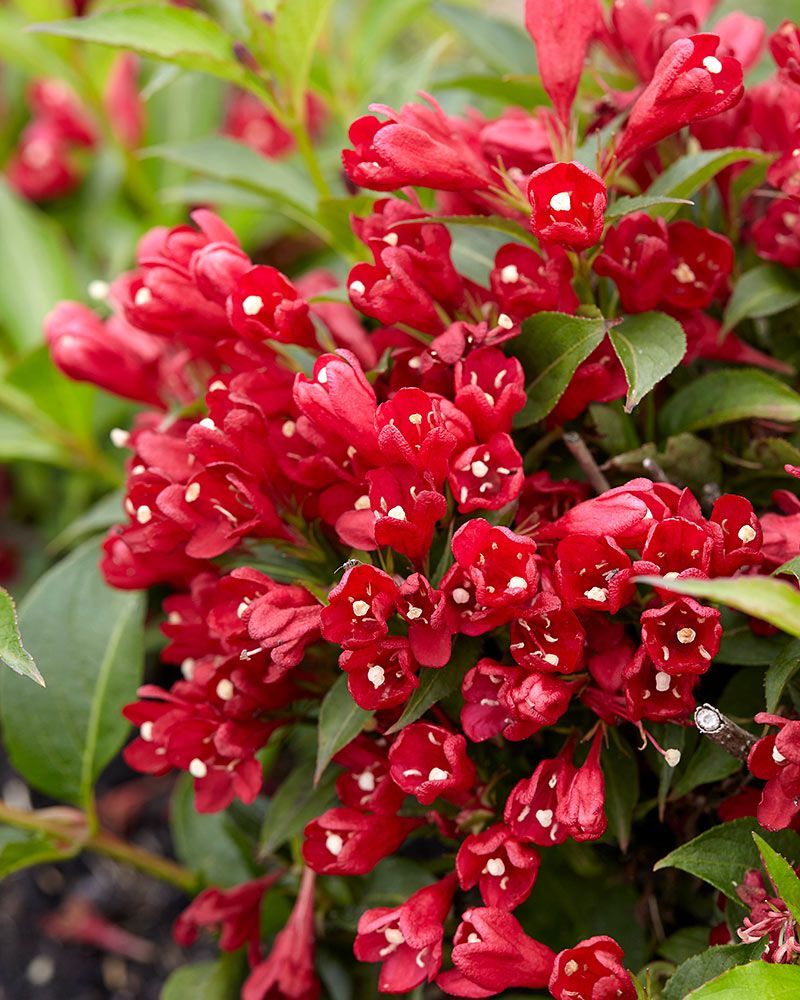 Tarhakotakuusama All Summer Red