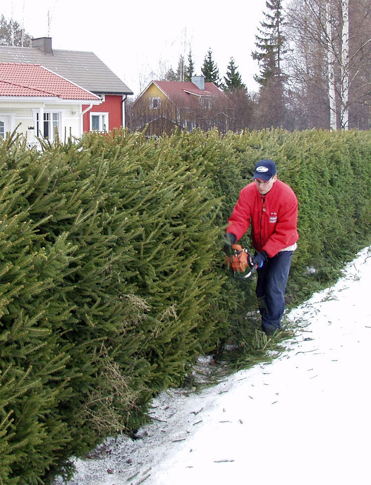 Metsäkuusen aitataimet 30 kpl