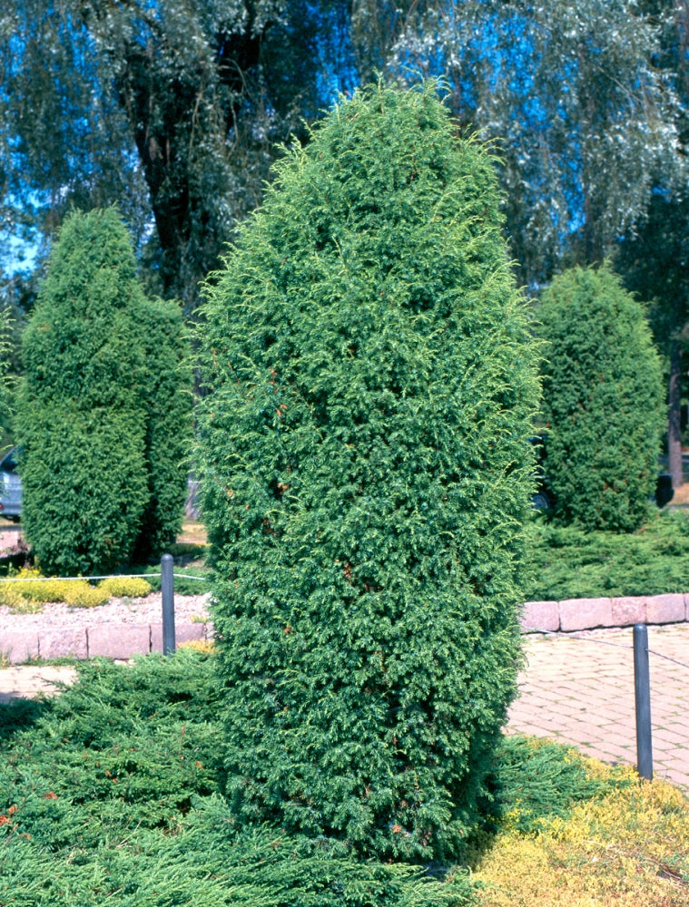 Pilarikataja Suecica