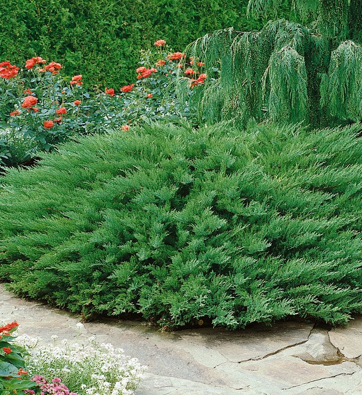 Rohtokataja Tamariscifolia