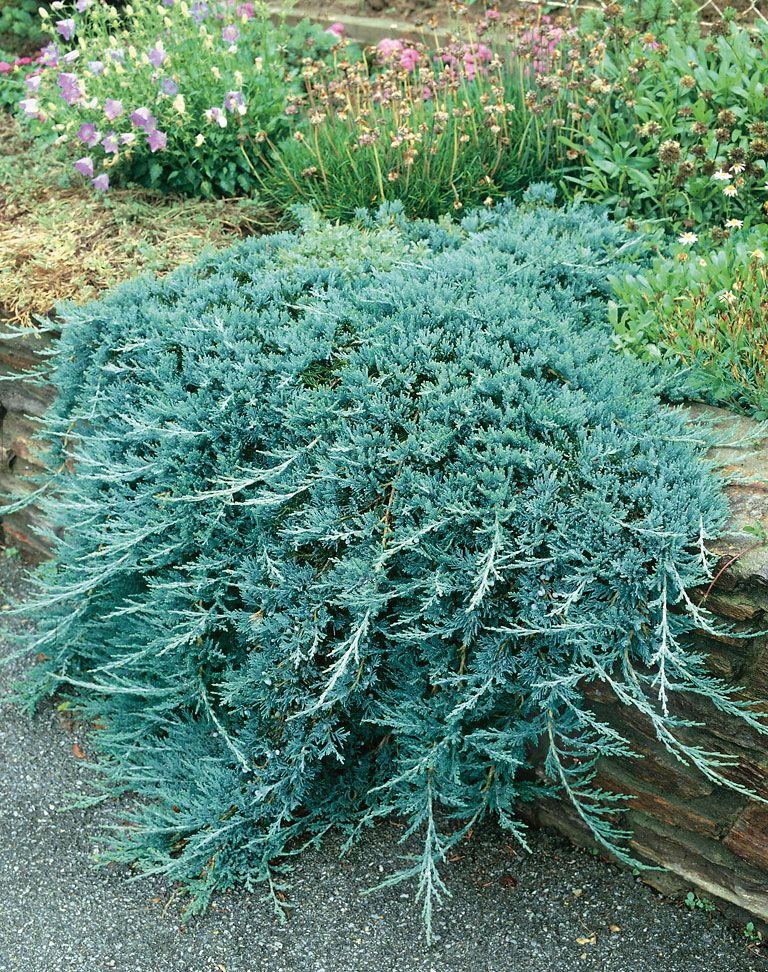 Sinilaakakataja Blue Chip
