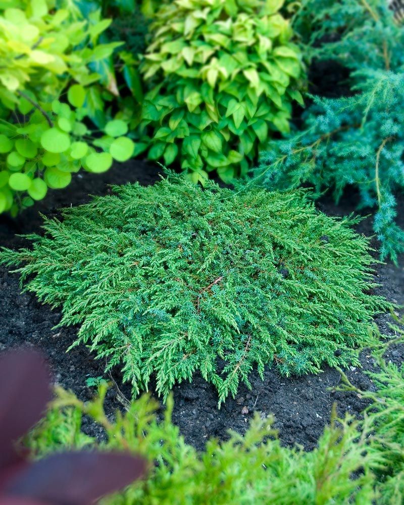 Kääpiökataja Green Carpet